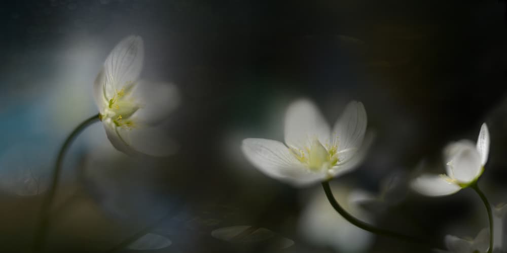Dreamy White Flowers by Heidi Westum — canvas wall art