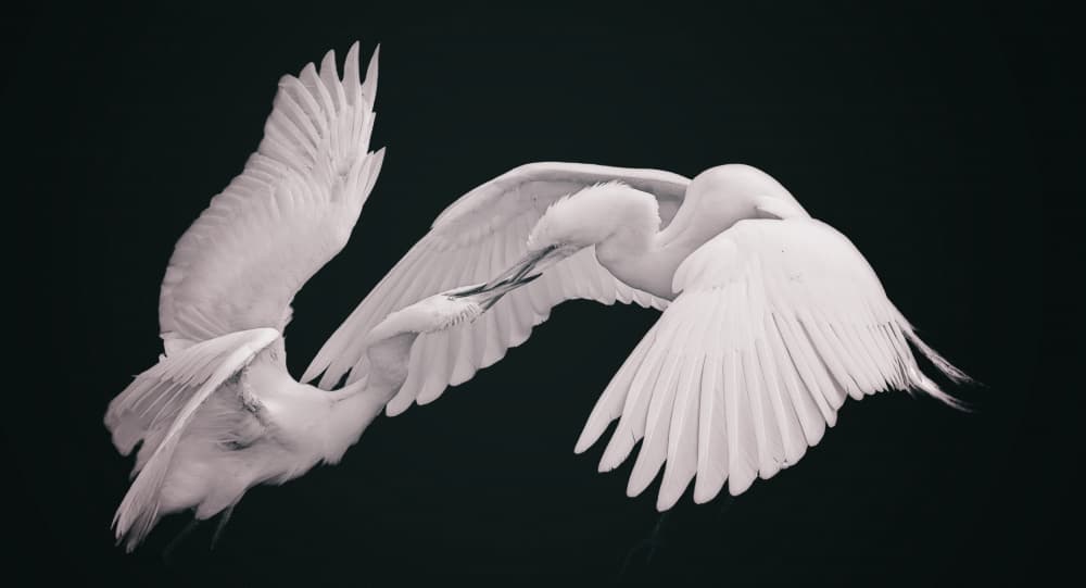 Graceful Egret Dance by Zhijian Wu — canvas wall art