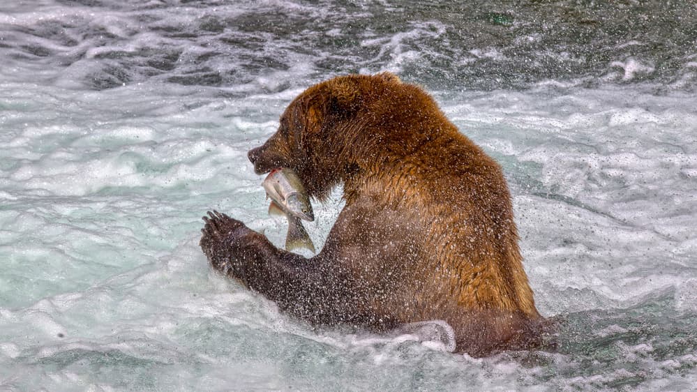 Grizzly Bear Fishing by Peter Stahl — canvas wall art