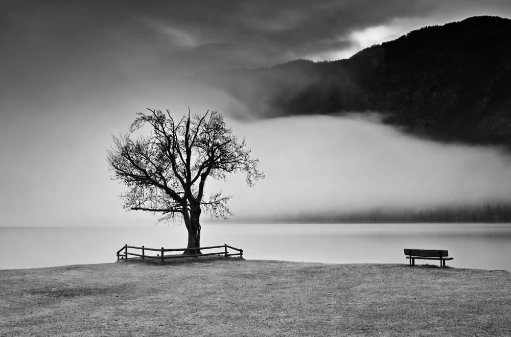 Solitary Tree Foggy Lake by Drago Vogrinec — canvas wall art