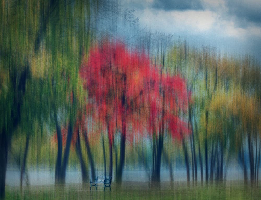 Dreamy Autumn Trees by Shelley Quarless — canvas wall art