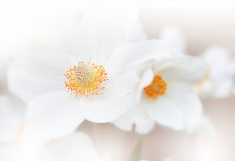 Ethereal White Blooms by Juliana Nan — canvas wall art