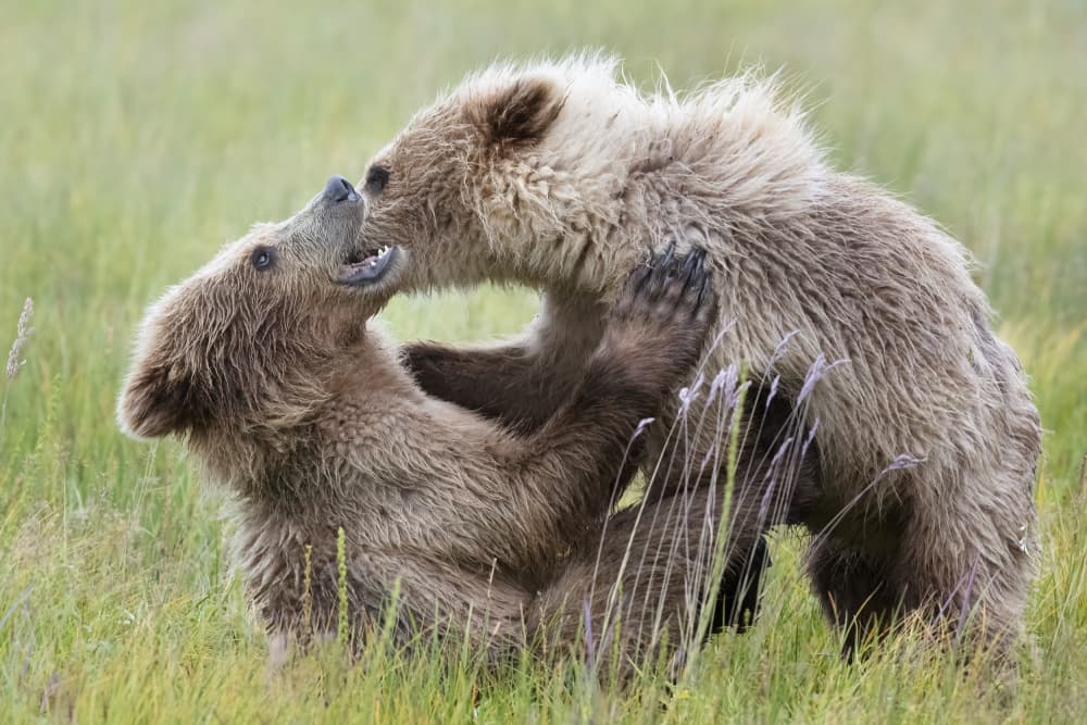 Playful Bear Cubs by Linda D Lester — canvas wall art