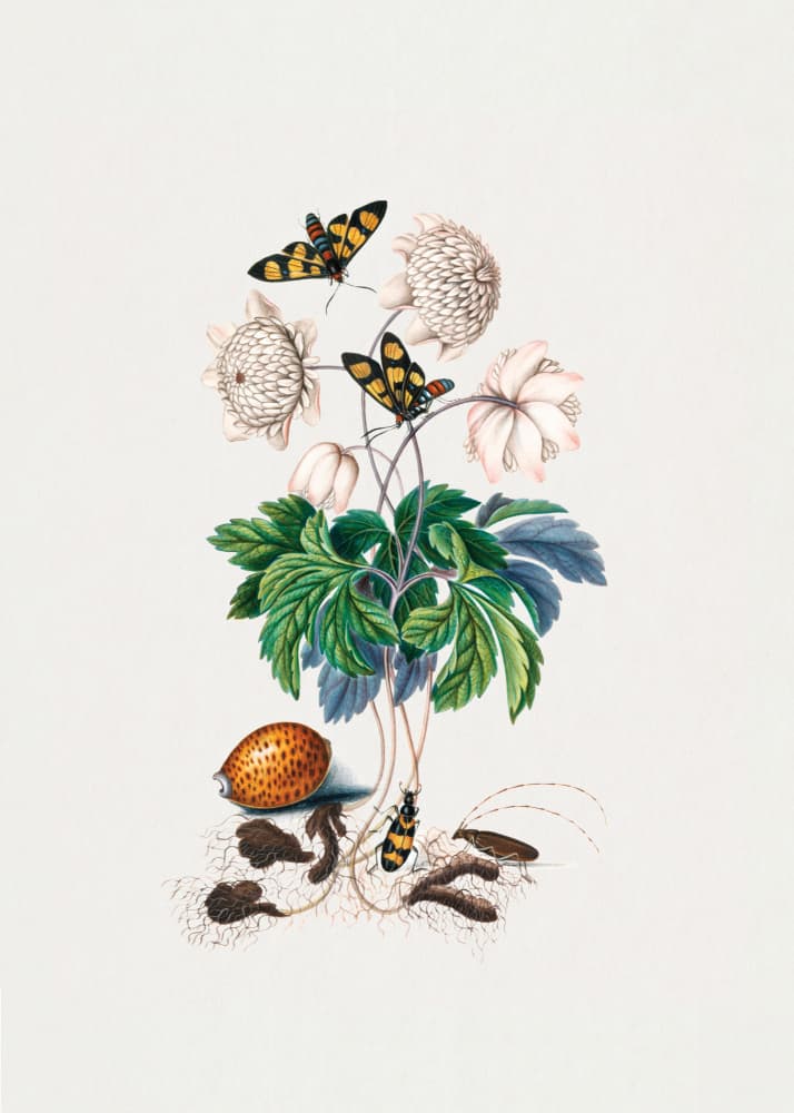 Double flower cultivar by James Bolton — canvas wall art