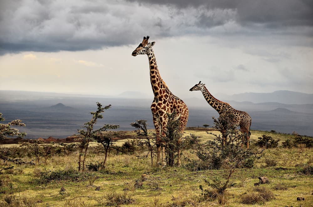 Savanna Giraffes Under Clouds by Giuseppe DAmico — canvas wall art