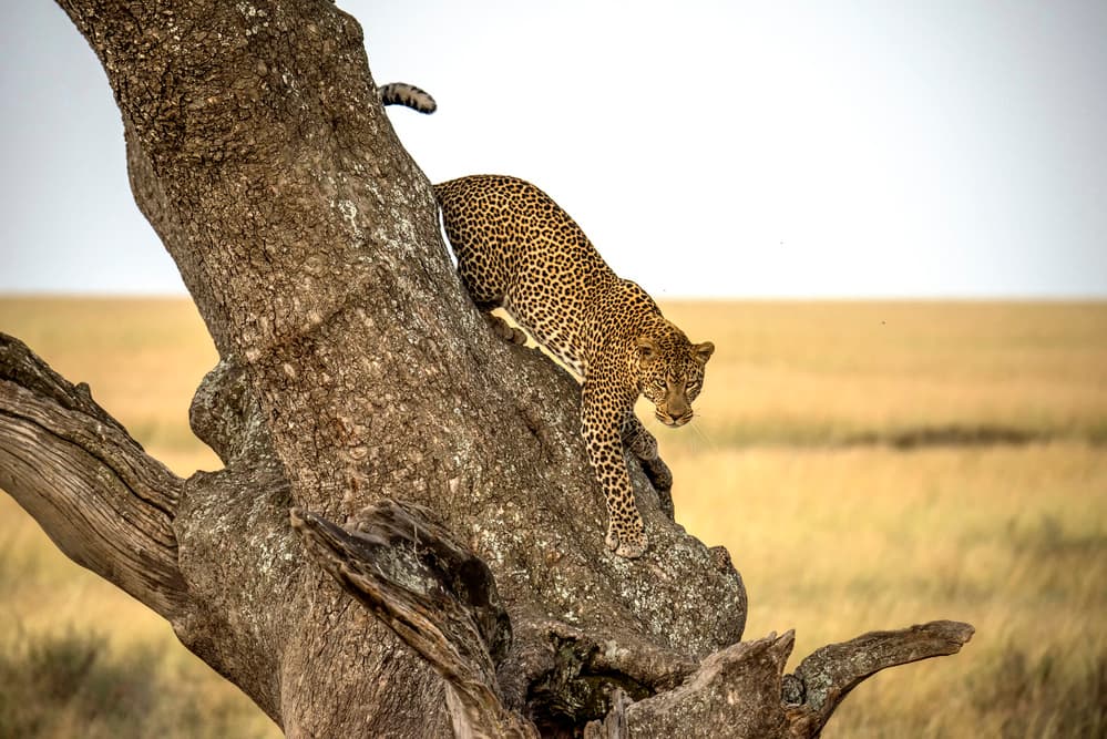 Leopard Descending Tree by Giuseppe DAmico — canvas wall art