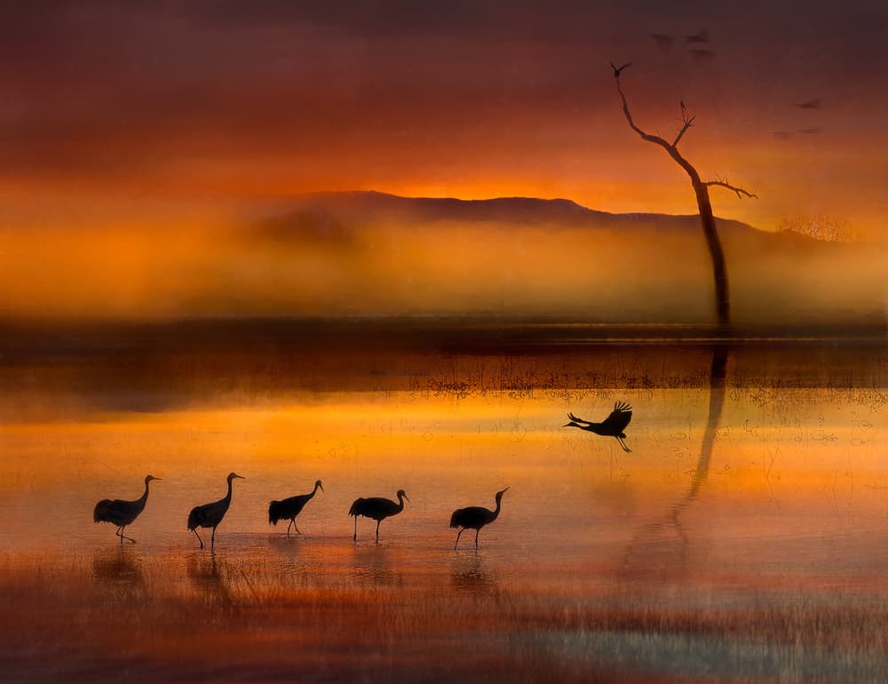 Cranes in Golden Mist by Shenshen Dou — canvas wall art