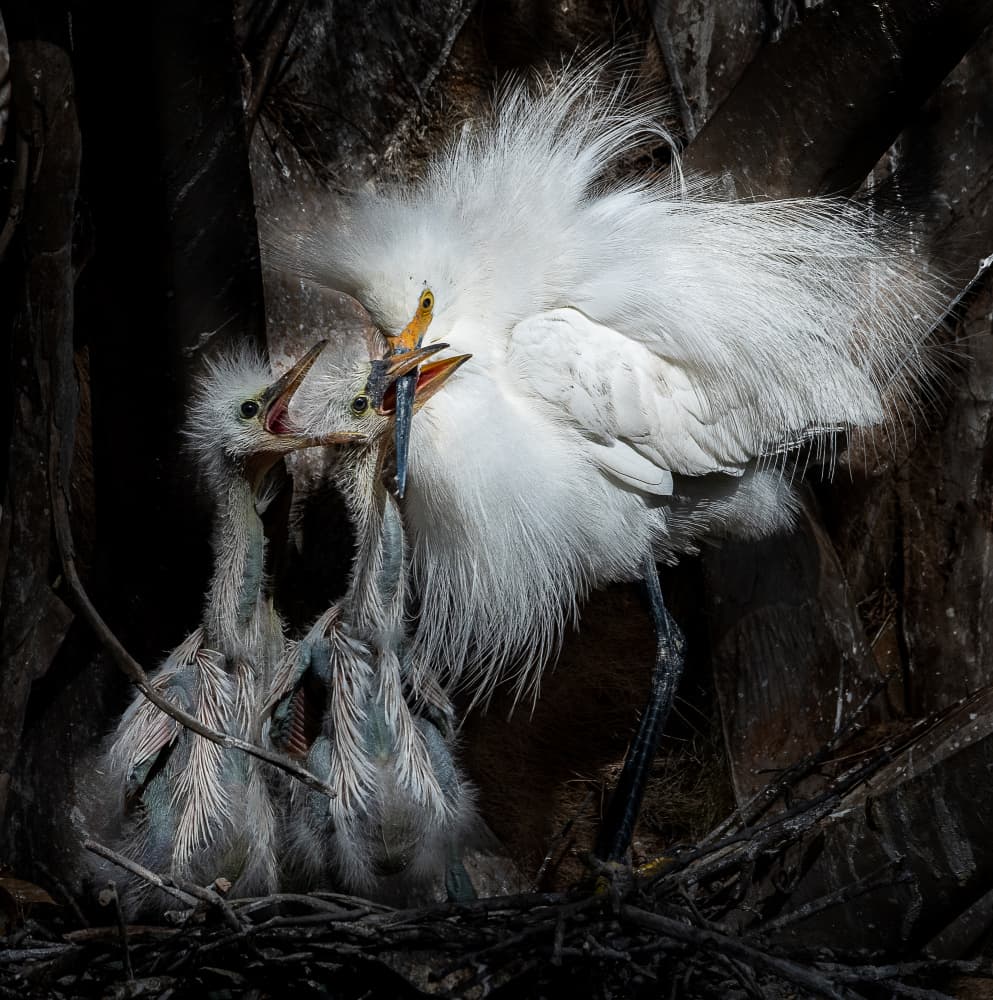 Egret Feeding Chicks by Liwen Tao — canvas wall art