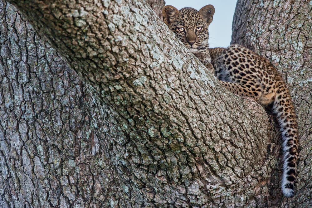 Curious Leopard Cub by Alessandro Catta — canvas wall art