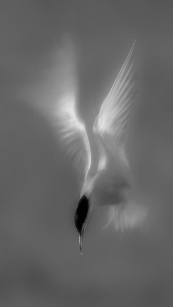 Graceful Bird Dive by Mei Zhang APA — canvas wall art