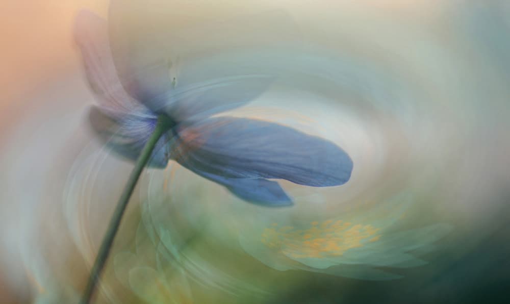 Dreamy Blue Flower by Ylva Sjögren — canvas wall art