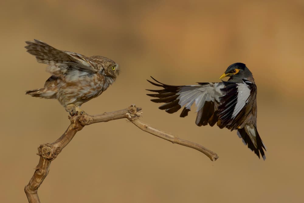 Little Owl Myna Faceoff by David Manusevich — canvas wall art