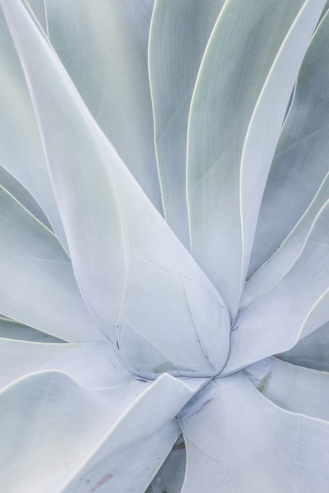 Silvery Succulent by Shot by Clint — canvas wall art
