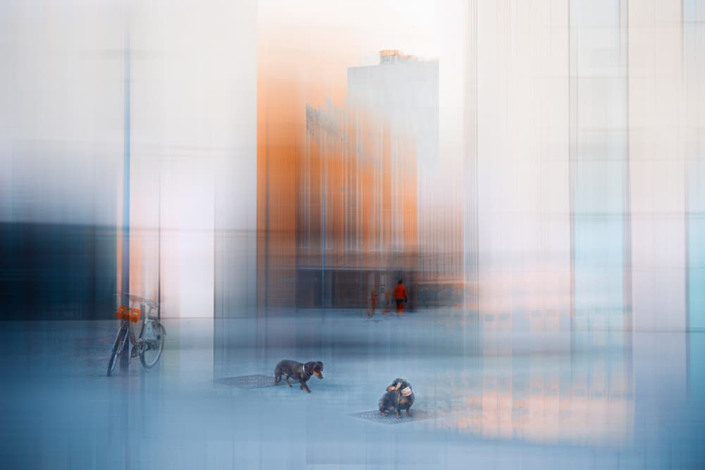 Vibrant City Dogs Blur by Heike Willers — canvas wall art