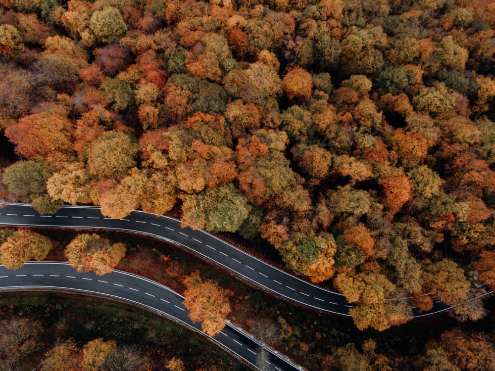 Winding Autumn Forest Road by Javier Pardina — canvas wall art