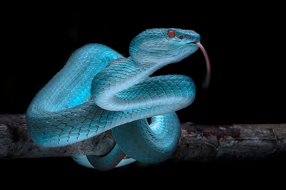 Striking Blue Viper by Fauzan Maududdin — canvas wall art