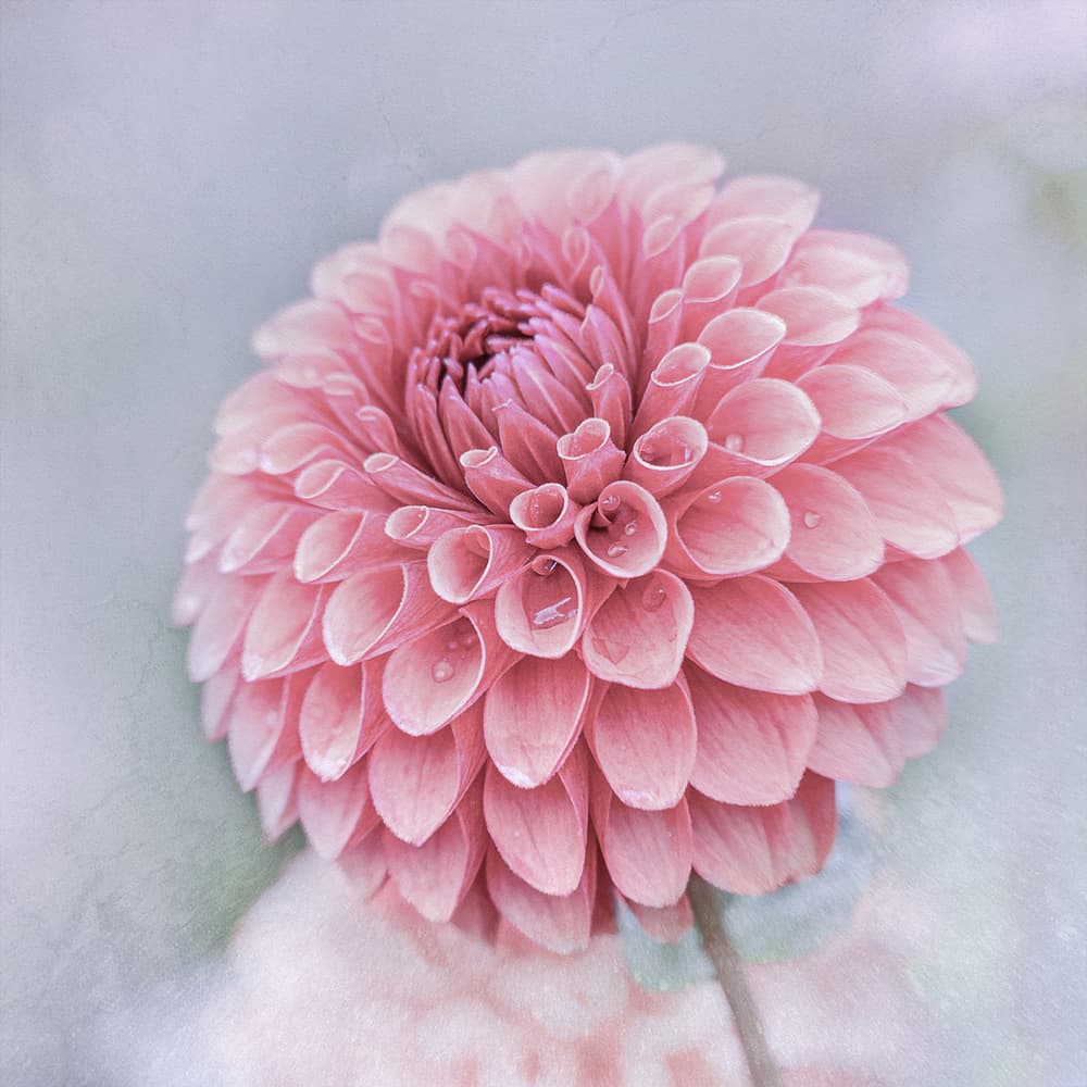 Soft Pink Dahlia by Kerstin Kaufmann — canvas wall art