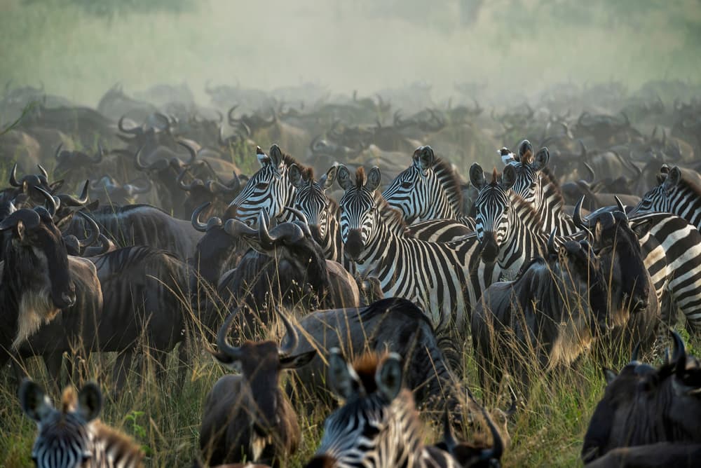 Wild Zebras and Wildebeest by Giuseppe DAmico — canvas wall art