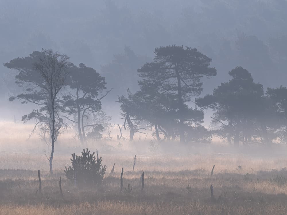 Trees in Morning Mist by Henk Goossens — canvas wall art