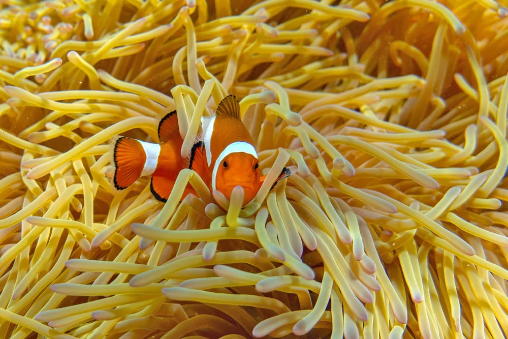 Clownfish In Yellow Anemone by Alessandro Catta — canvas wall art