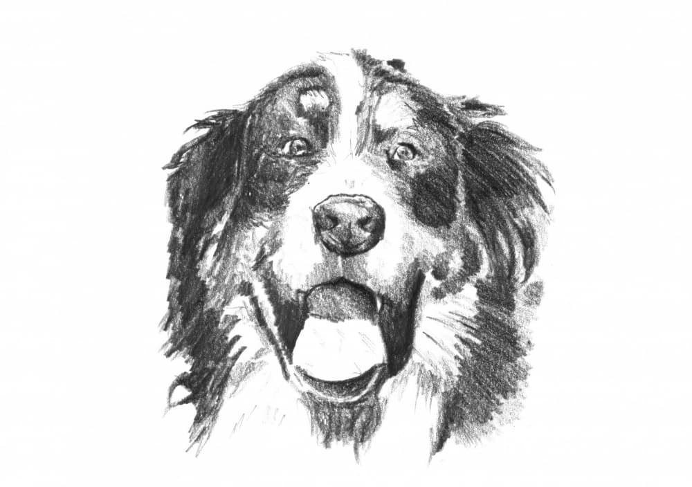 Smiling Bernese Dog by Kulik — canvas wall art