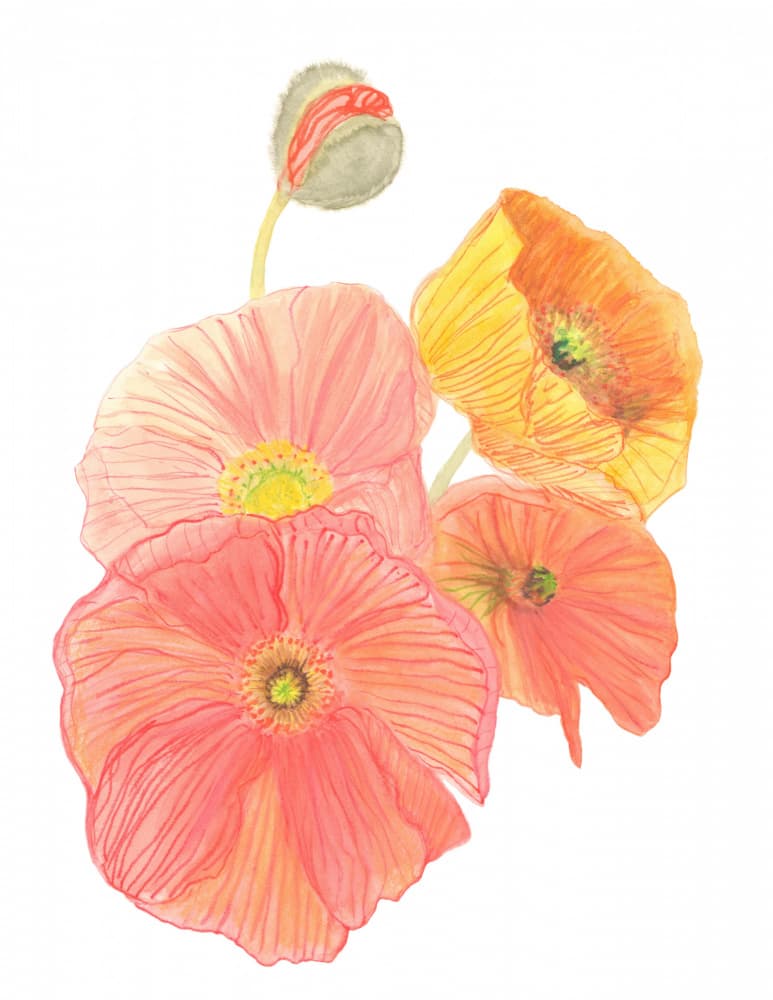 Vibrant Poppies Unfolding