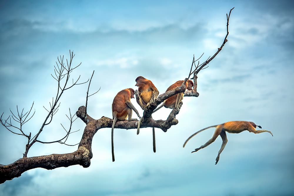 Proboscis Monkey Jump by Rooswandy Juniawan — canvas wall art