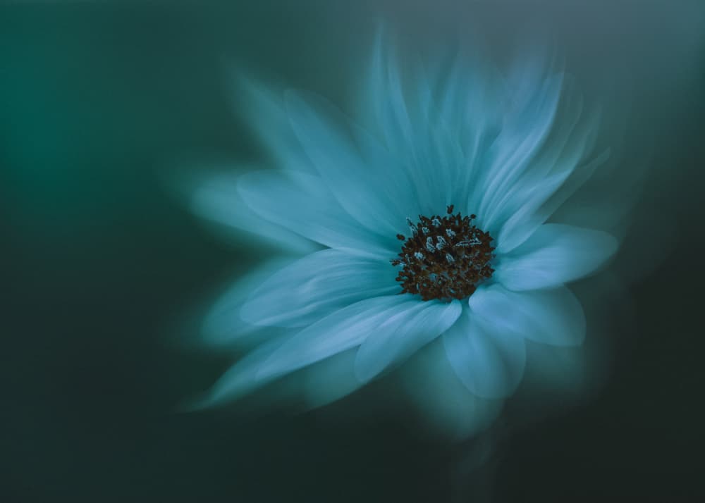 Dreamy Blue Bloom by Wei Xu — canvas wall art