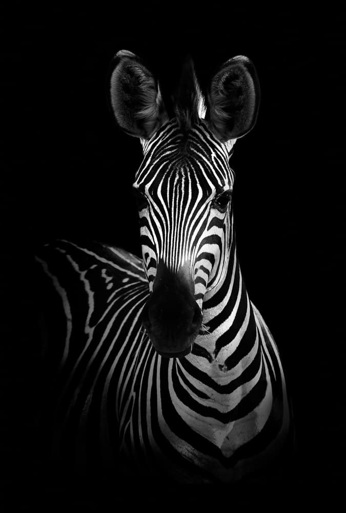 Striking Zebra Portrait by WildPhotoArt — canvas wall art