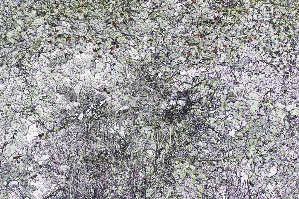 Outlined Berry Bush by Santhosh ch — canvas wall art