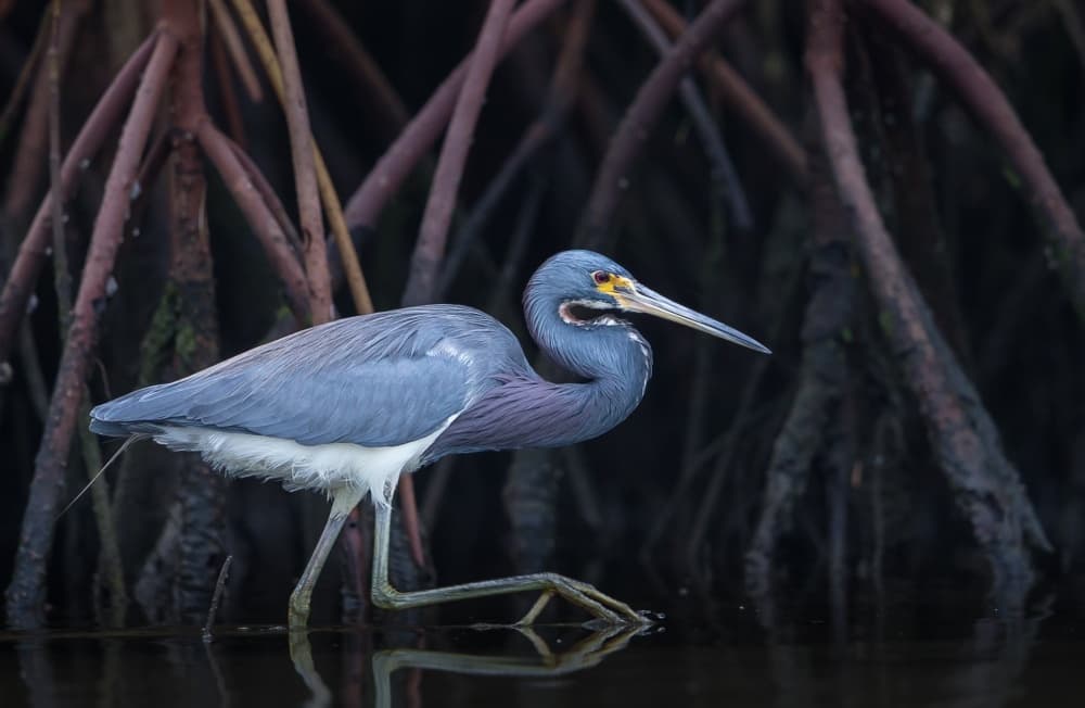 Tricolored Heron Wading by Greg Barsh — canvas wall art