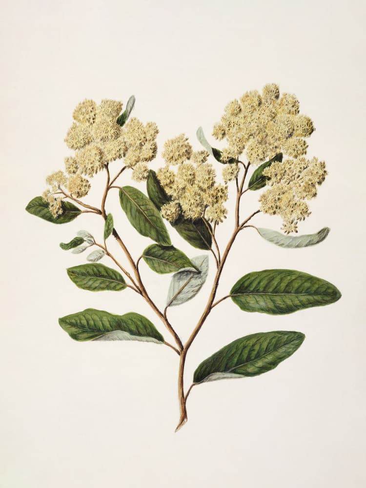 Kumarahou Drawn By Sarah Featon (1848–1927