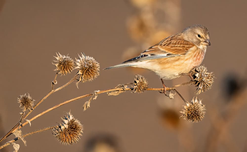 Winter Linnet Perched by Eldad Levin — canvas wall art