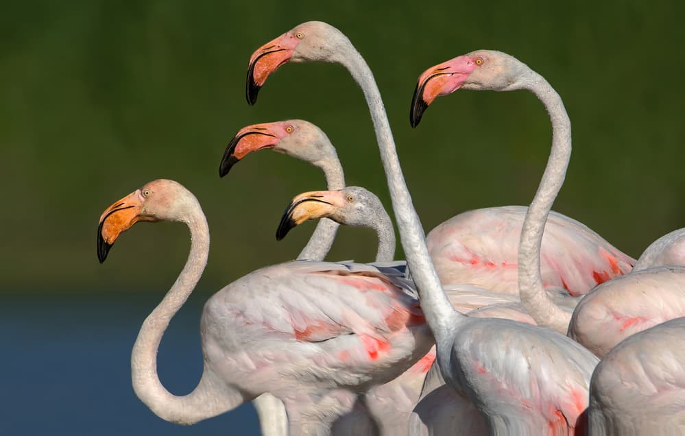 Graceful Pink Flamingos by Xavier Ortega — canvas wall art