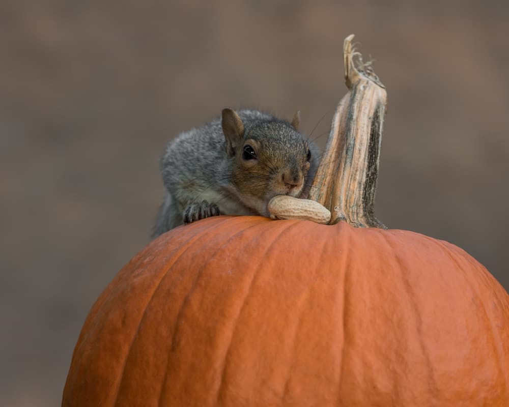 Autumn Squirrel Snack by Patrick Dessureault — canvas wall art