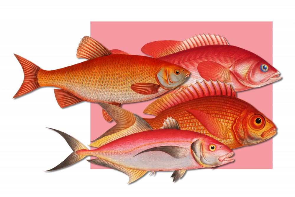 Vibrant Fish Illustrations