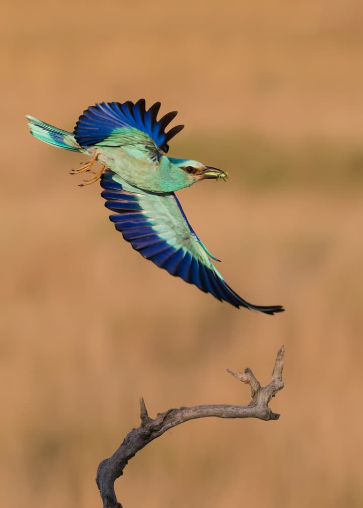 Blue Bird in Flight by Cheng Chang — canvas wall art