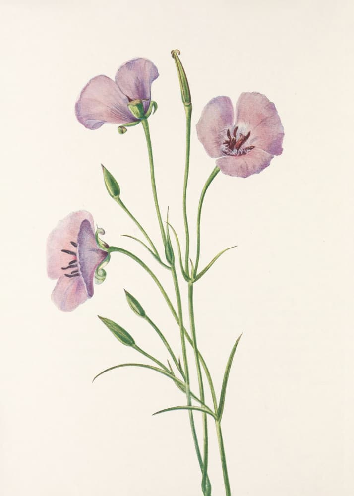Lilac Mariposa From North American Wildflowers (1925) By Mary Vaux Walcott by Mary Vaux Walcott — canvas wall art