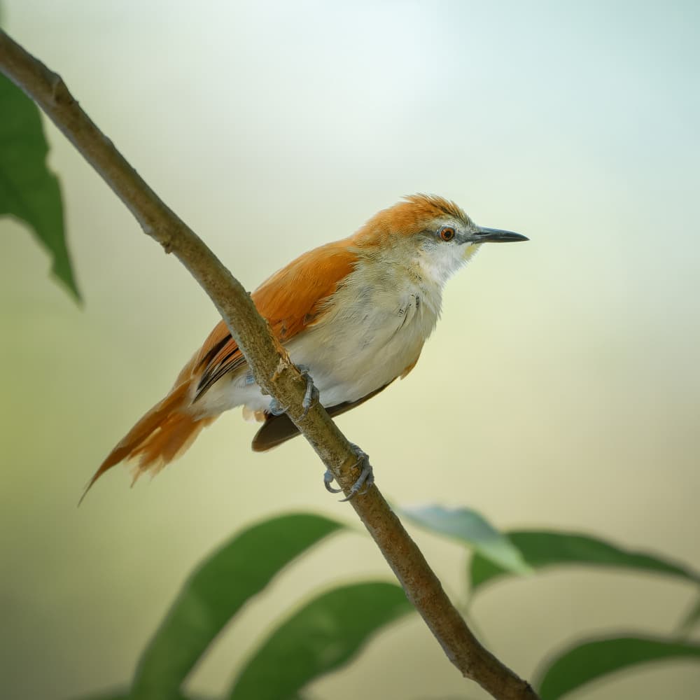 Brown Bird Perched by Lisandro PEREZ — canvas wall art