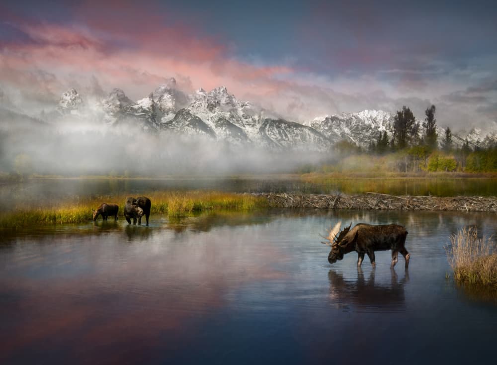 Misty Mountain Moose by Shenshen Dou — canvas wall art