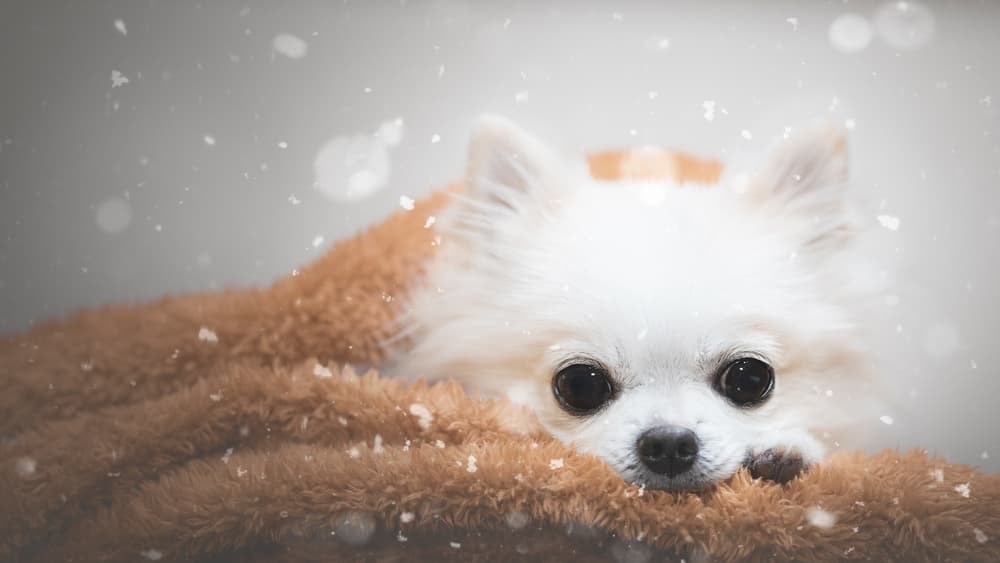 Sweet Winter Chihuahua by Lienjp — canvas wall art