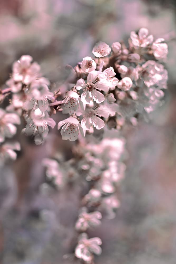 Soft Pink Blossoms by Christina Sillen — canvas wall art
