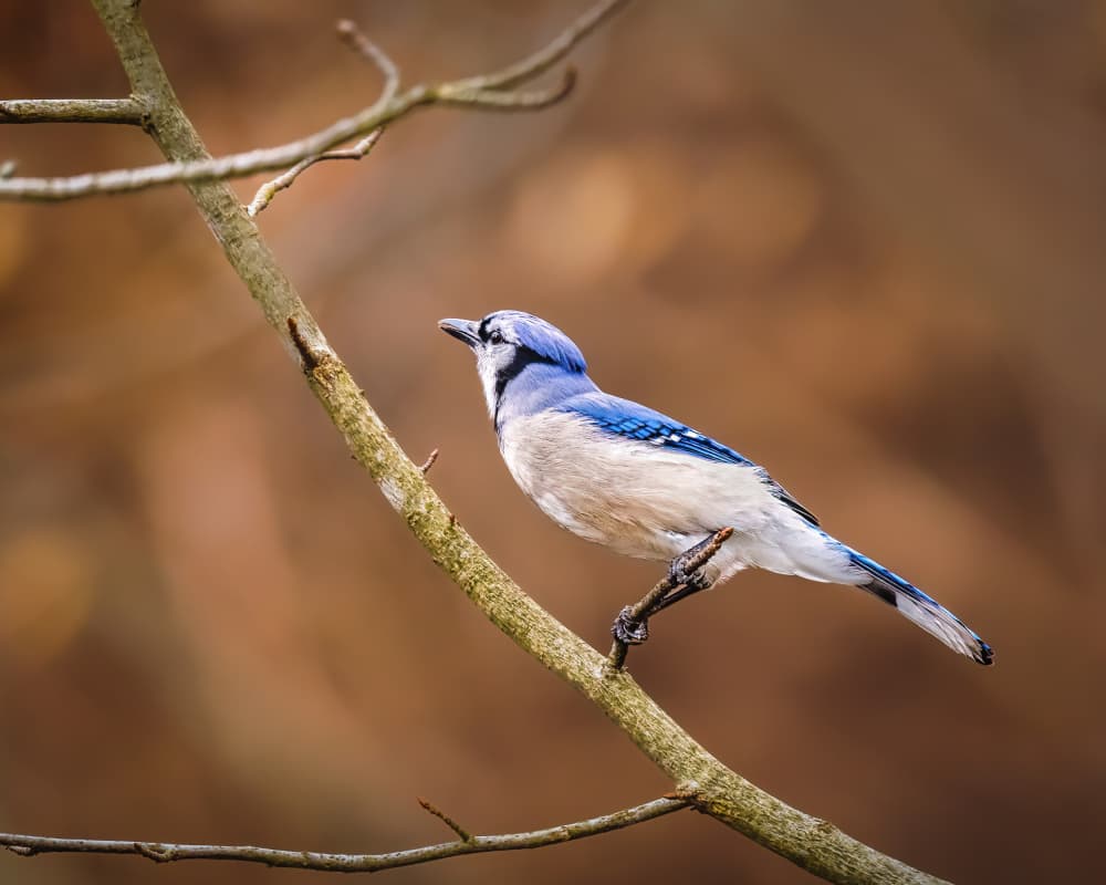 Vibrant Blue Jay Perched by Xiao Cai — canvas wall art