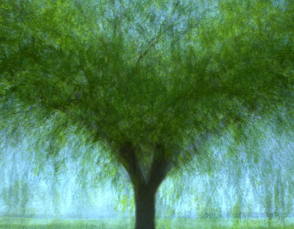 Dreamy Willow Serenity by Ria Groot Zevert — canvas wall art