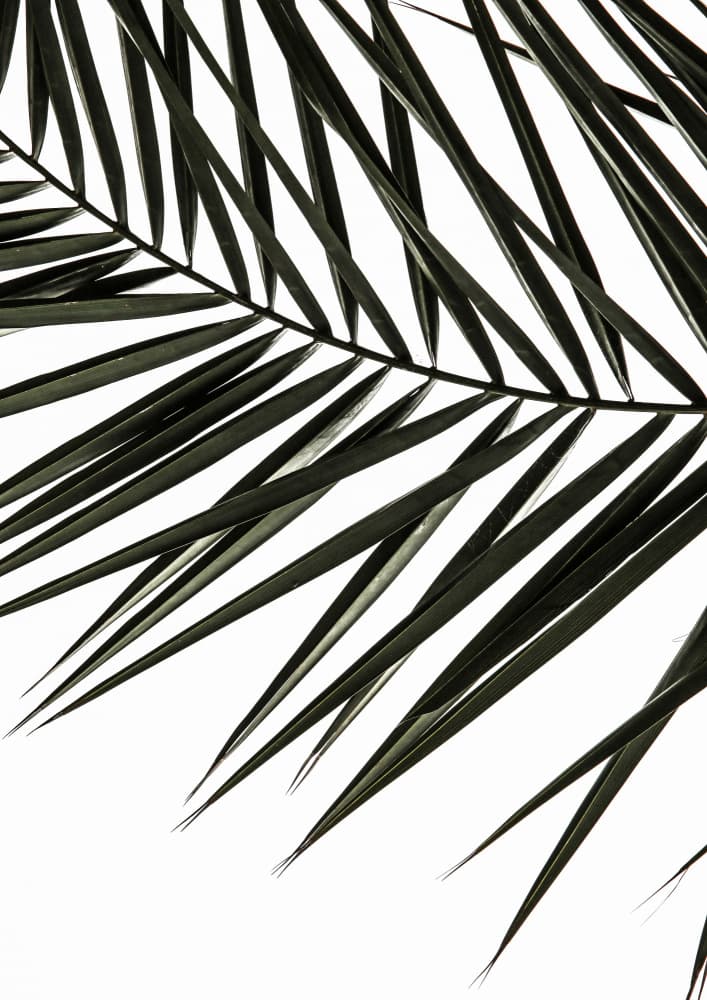 Frond Shadows by Shot by Clint — canvas wall art