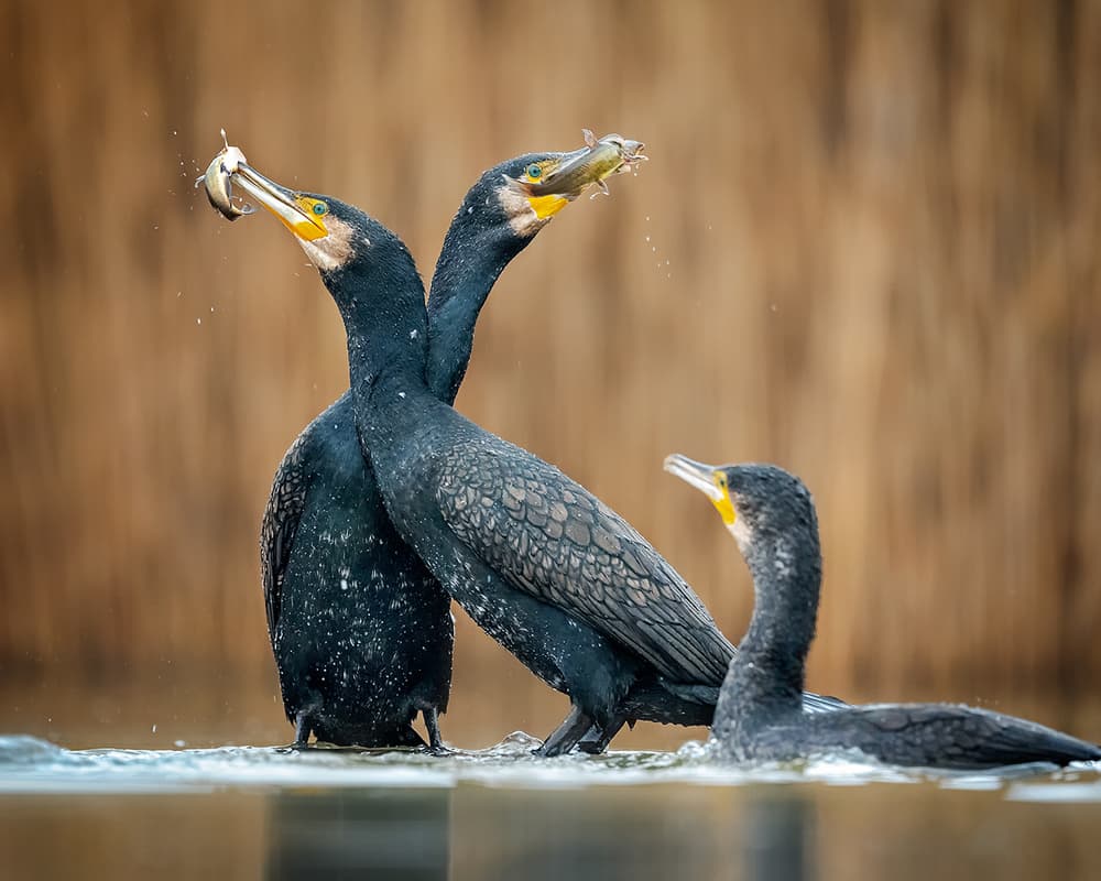 Cormorants Catching Fish by Annie Poreider — canvas wall art