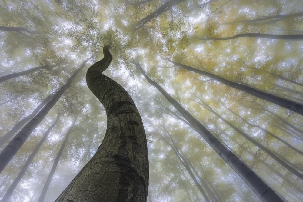 Ethereal Curved Forest by Tom Pavlasek — canvas wall art