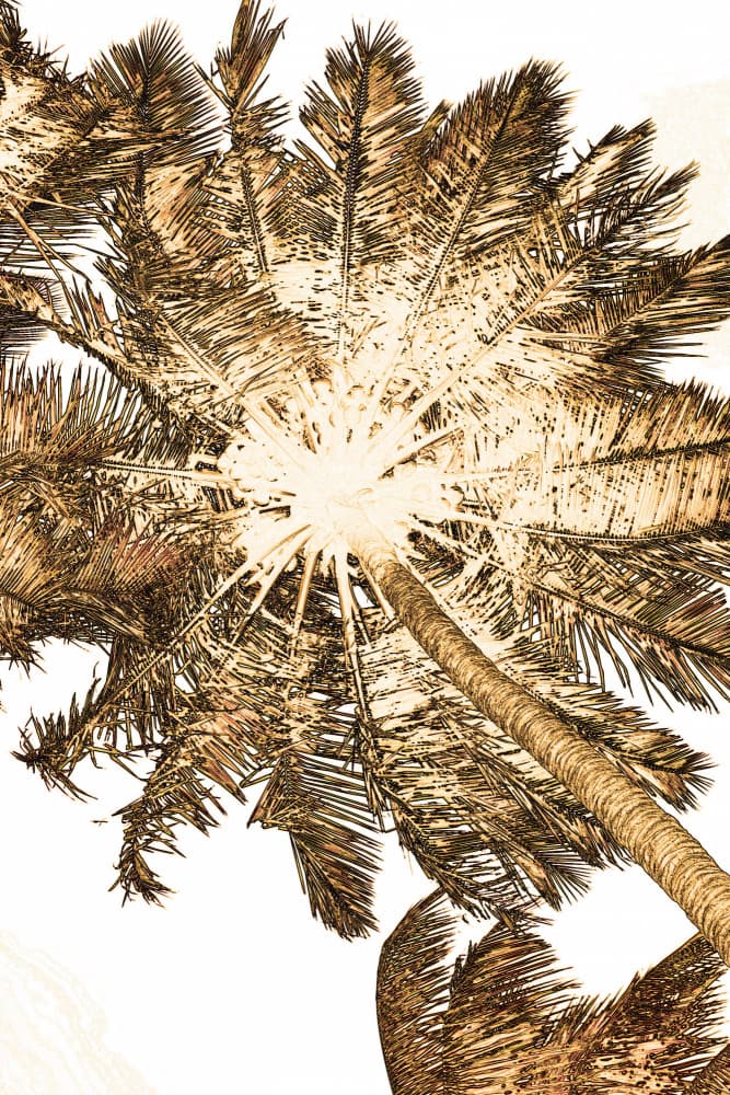 Sunlit Tropical Palms by Santhosh ch — canvas wall art