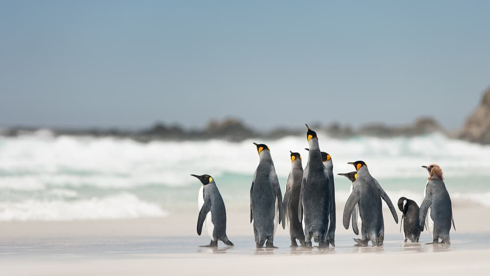 King Penguins on Beach by Joan Gil Raga — canvas wall art