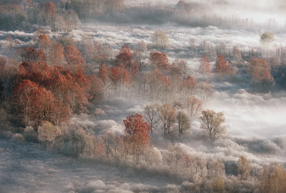 Misty Autumn Forest by Fabrizio Daminelli — canvas wall art